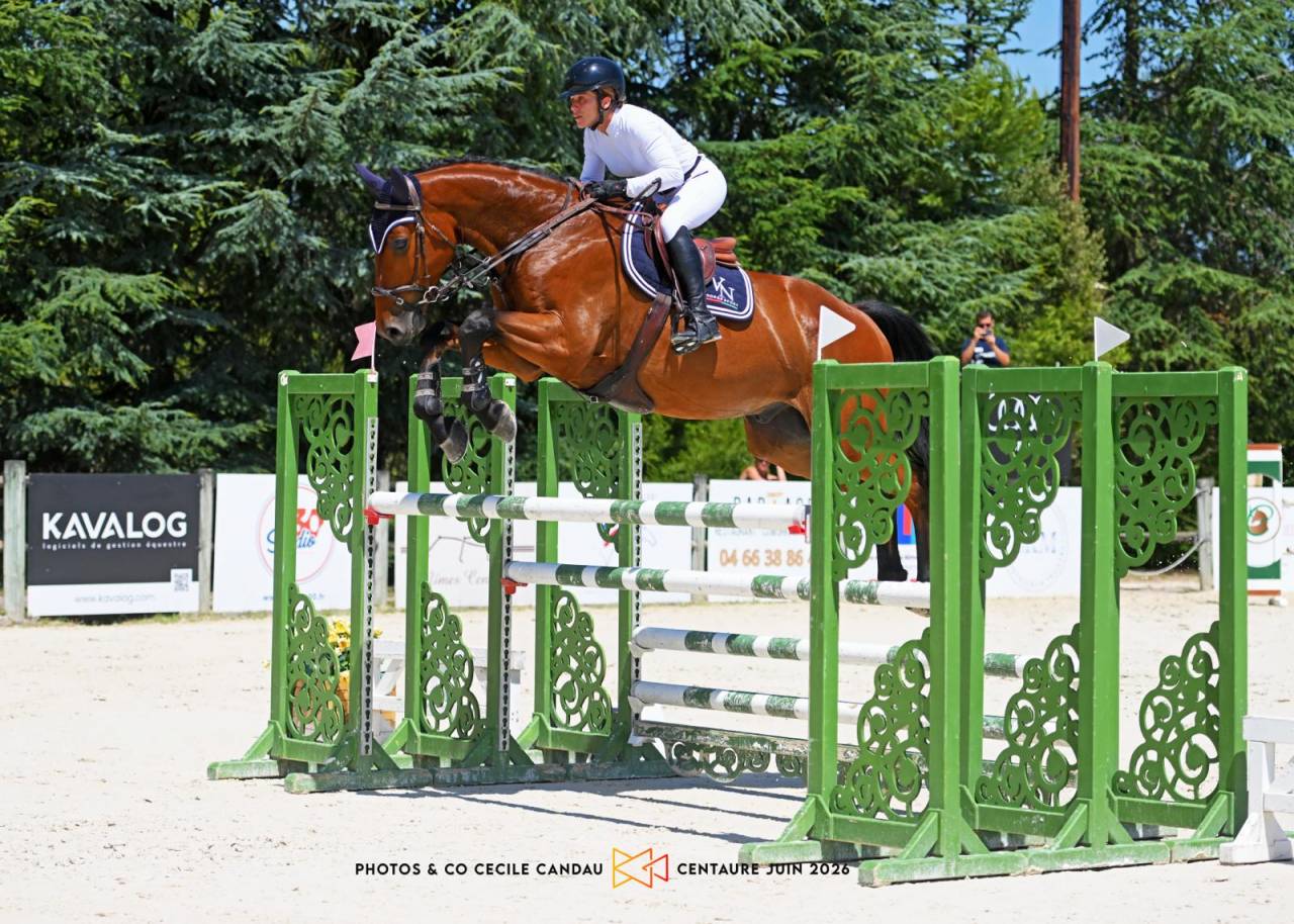 Gelding Selle Fran&ccedil;ais For sale 2020 Bay