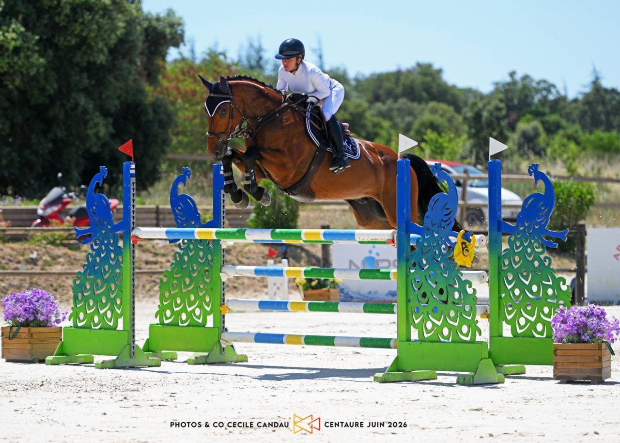 Gelding Selle Fran&ccedil;ais For sale 2020 Bay