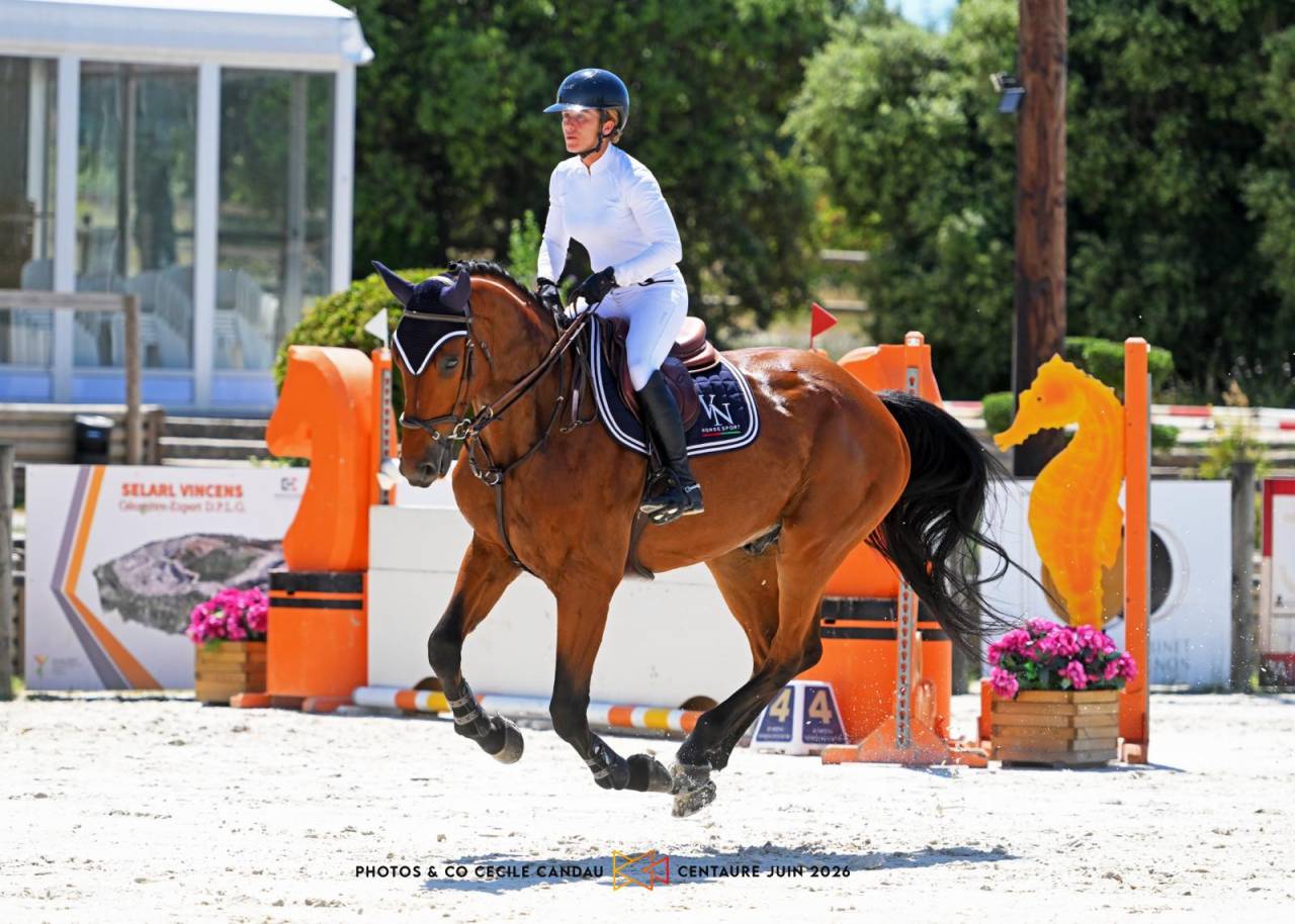 Gelding Selle Fran&ccedil;ais For sale 2020 Bay