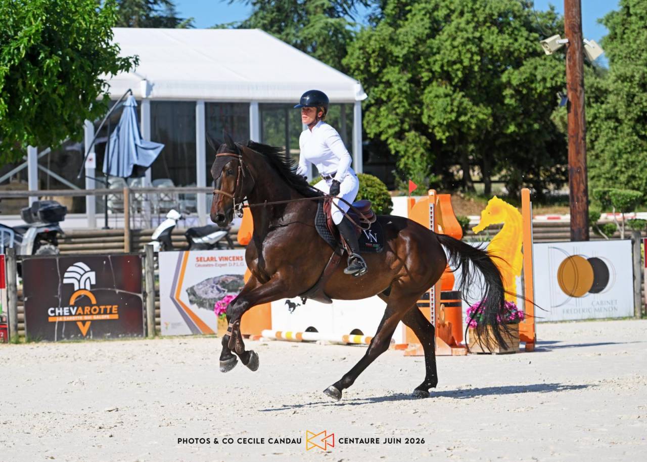Gelding Selle Fran&ccedil;ais For sale 2020 Black