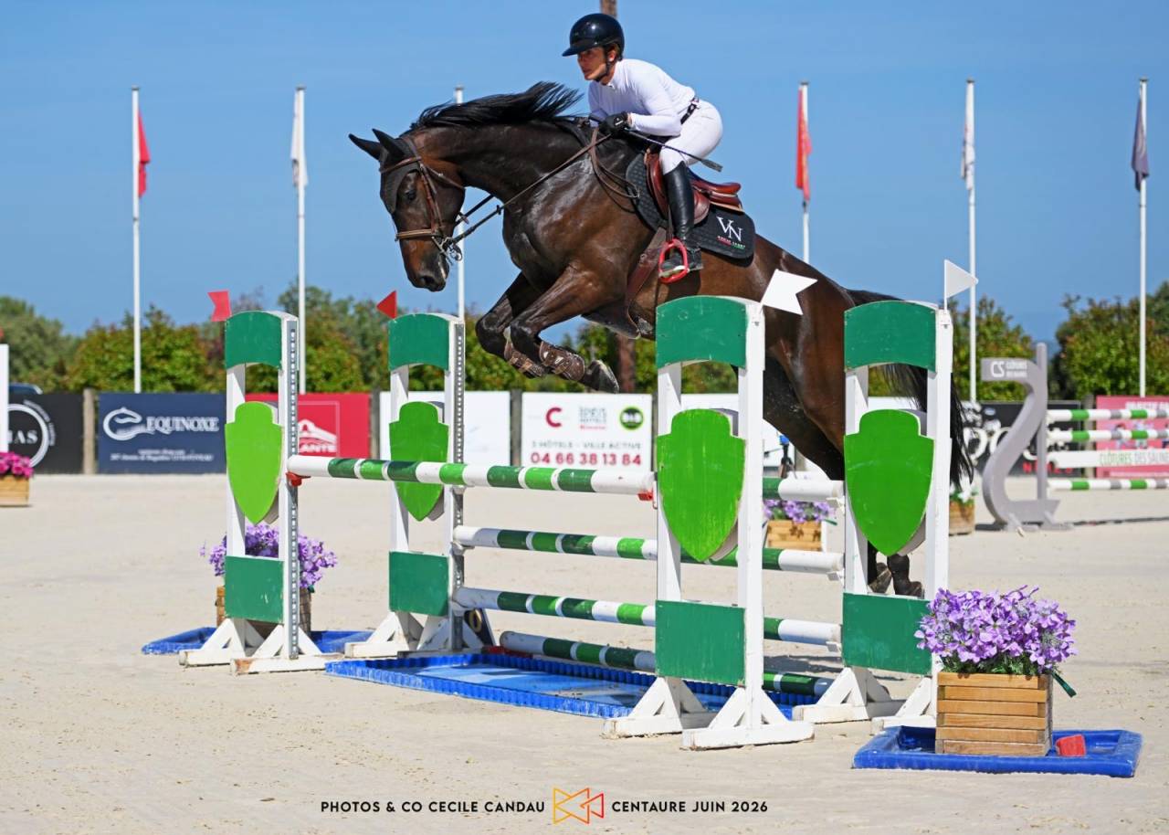 Gelding Selle Fran&ccedil;ais For sale 2020 Black