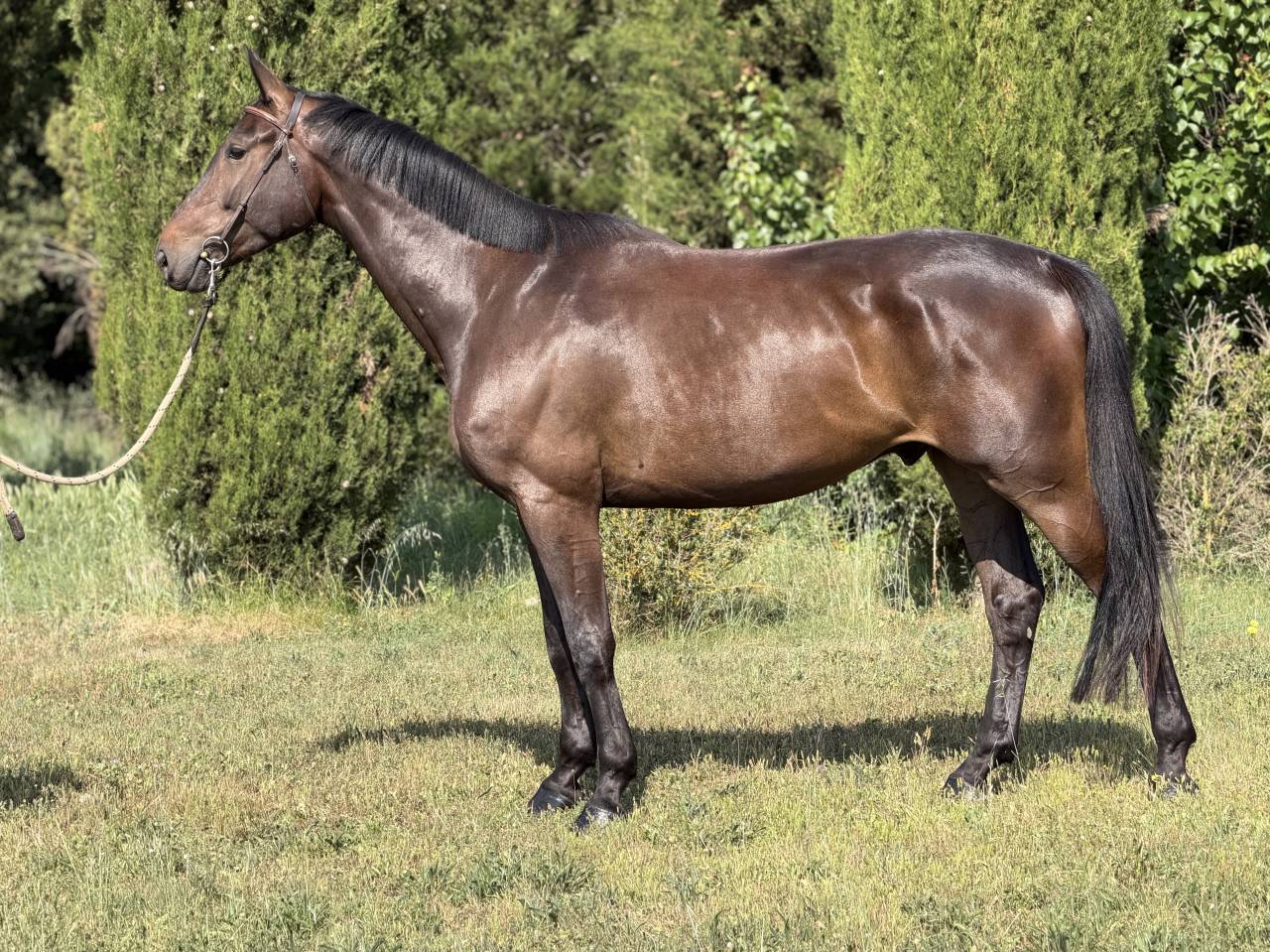 Gelding Selle Fran&ccedil;ais For sale 2020 Black