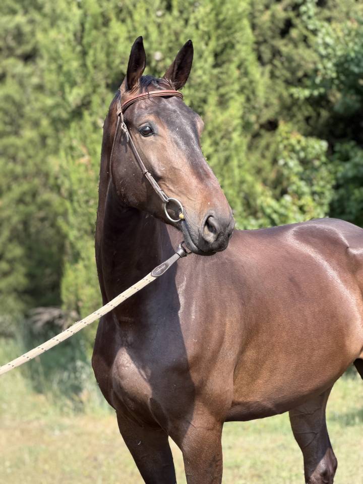 Gelding Selle Fran&ccedil;ais For sale 2020 Black