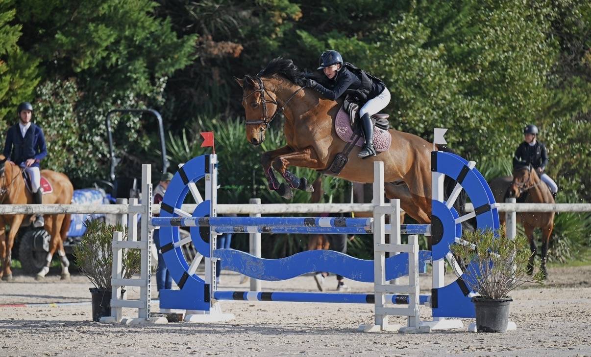 Gelding Selle Fran&ccedil;ais For sale 2014 Bay