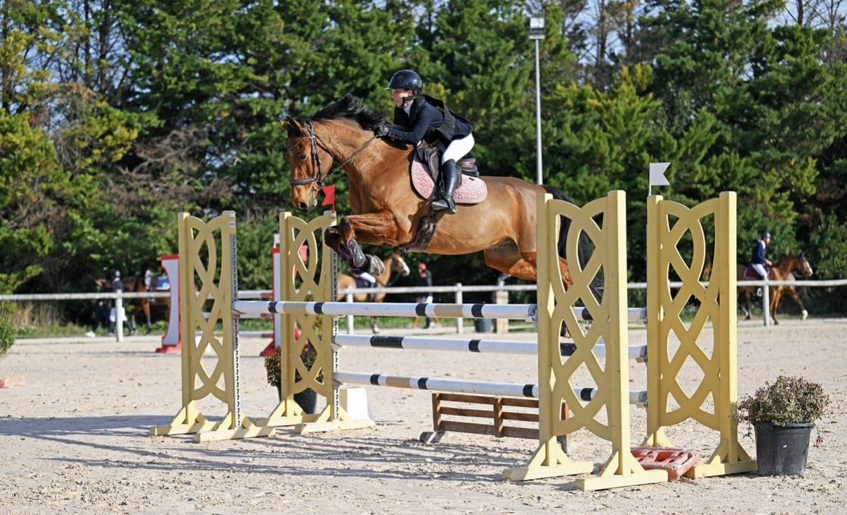 Gelding Selle Fran&ccedil;ais For sale 2014 Bay
