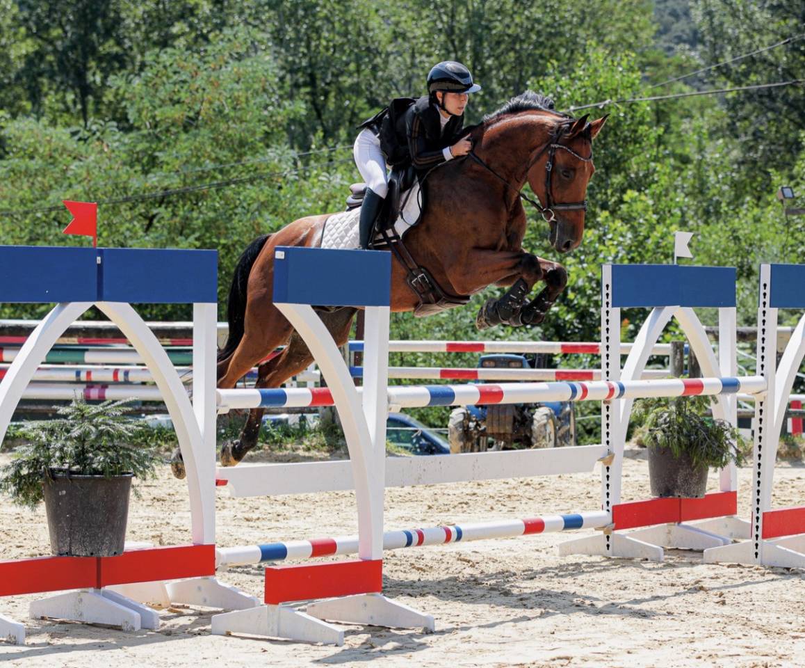 Gelding Selle Fran&ccedil;ais For sale 2014 Bay