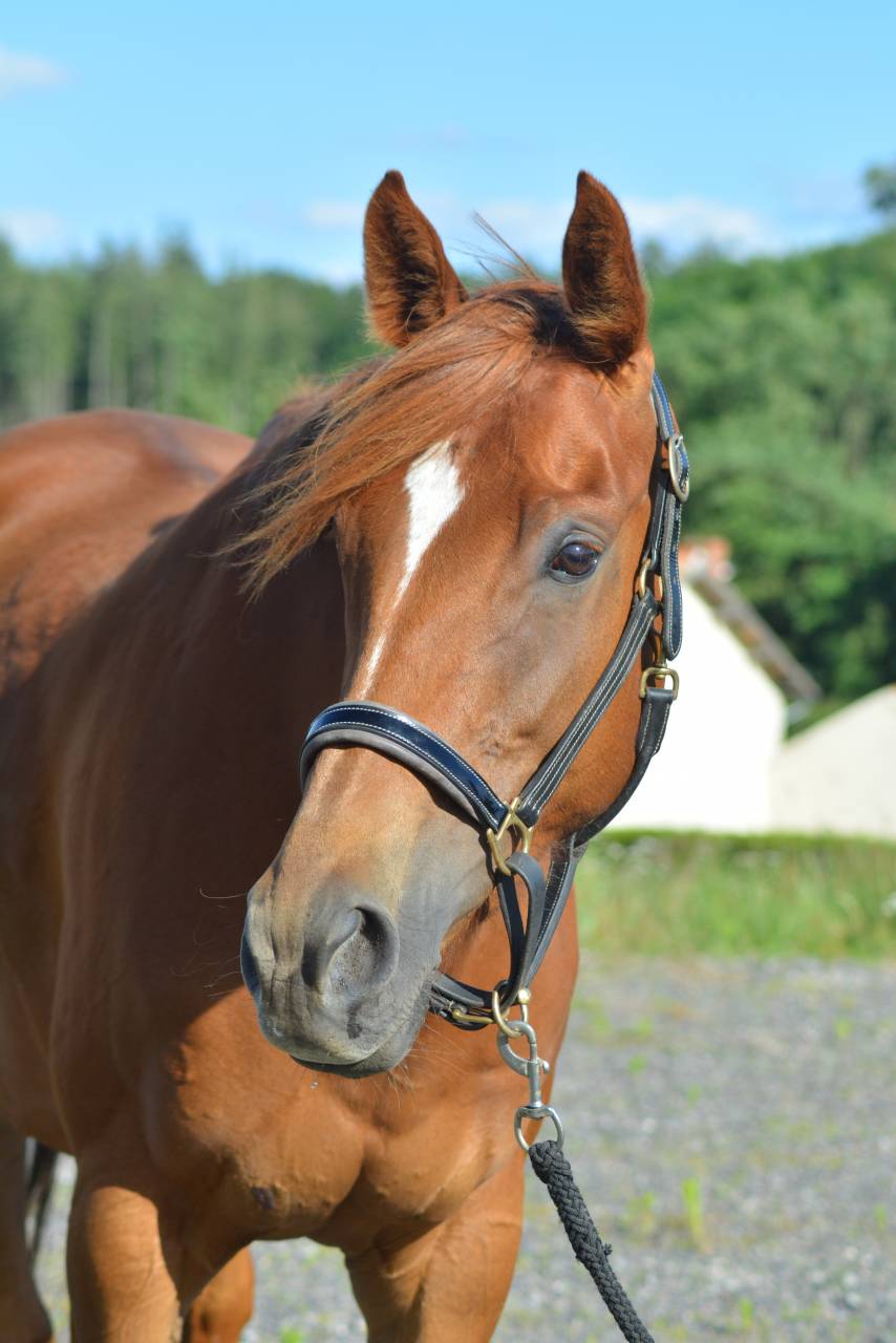 Mare English Thoroughbred For sale 2021 Chesnut