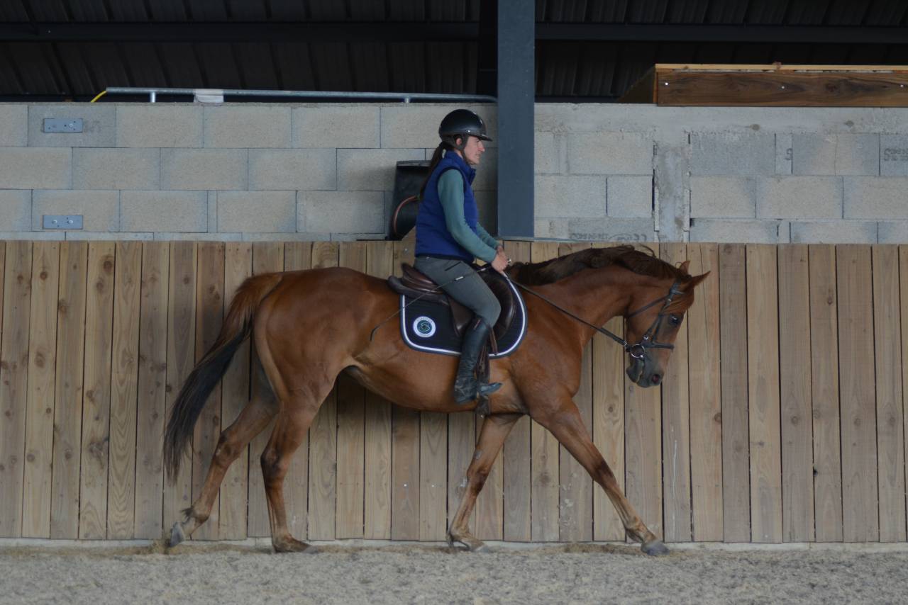 Mare English Thoroughbred For sale 2021 Chesnut