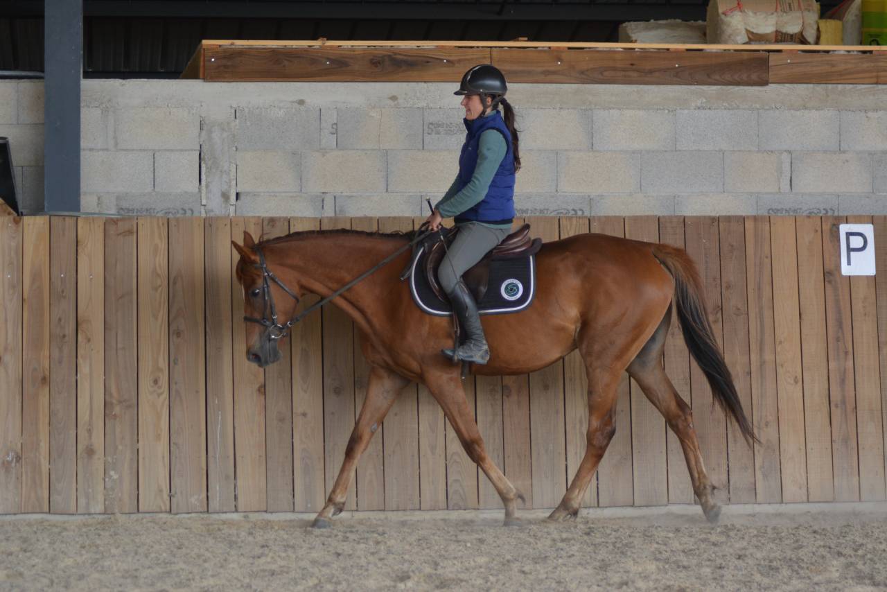 Mare English Thoroughbred For sale 2021 Chesnut