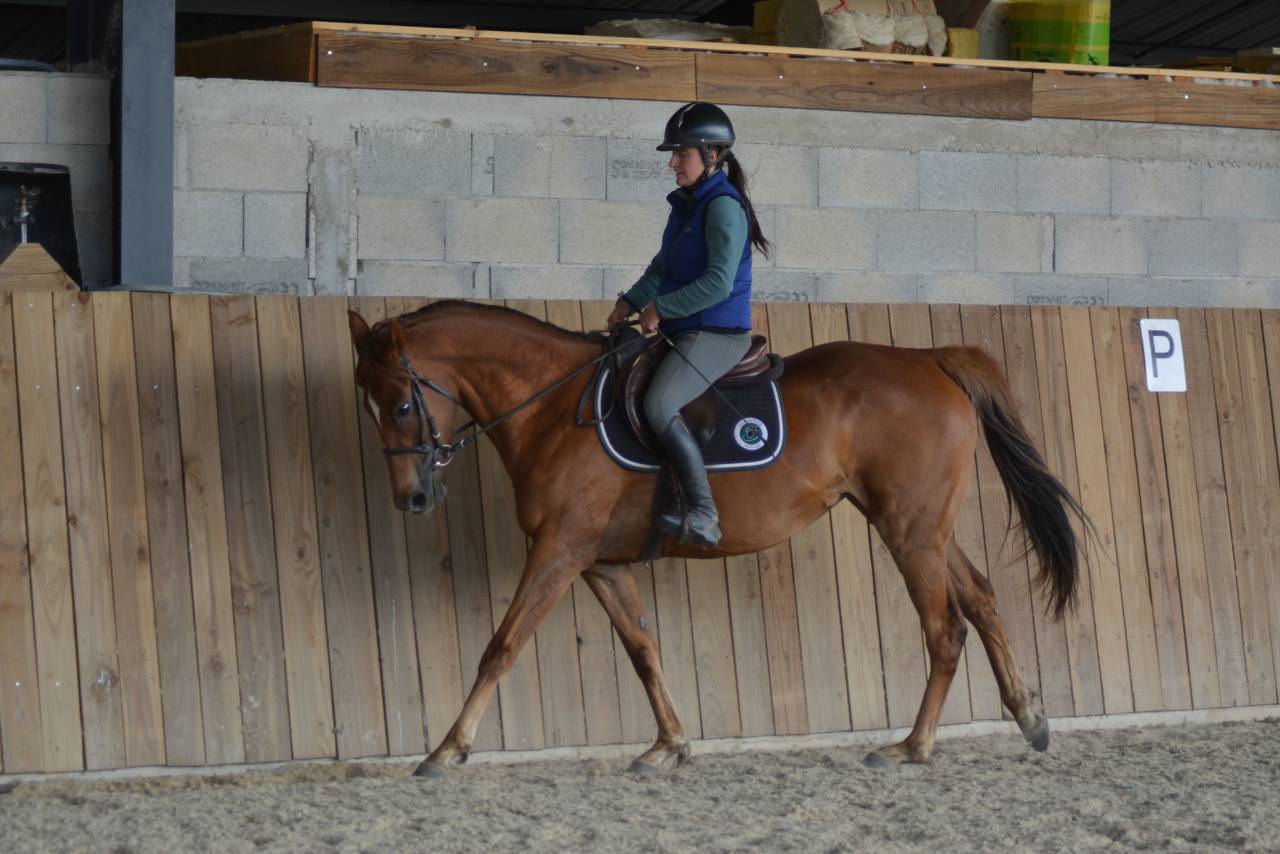 Mare English Thoroughbred For sale 2021 Chesnut