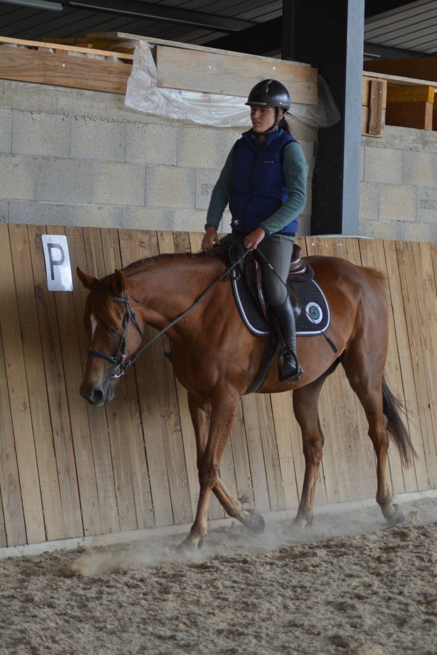Mare English Thoroughbred For sale 2021 Chesnut