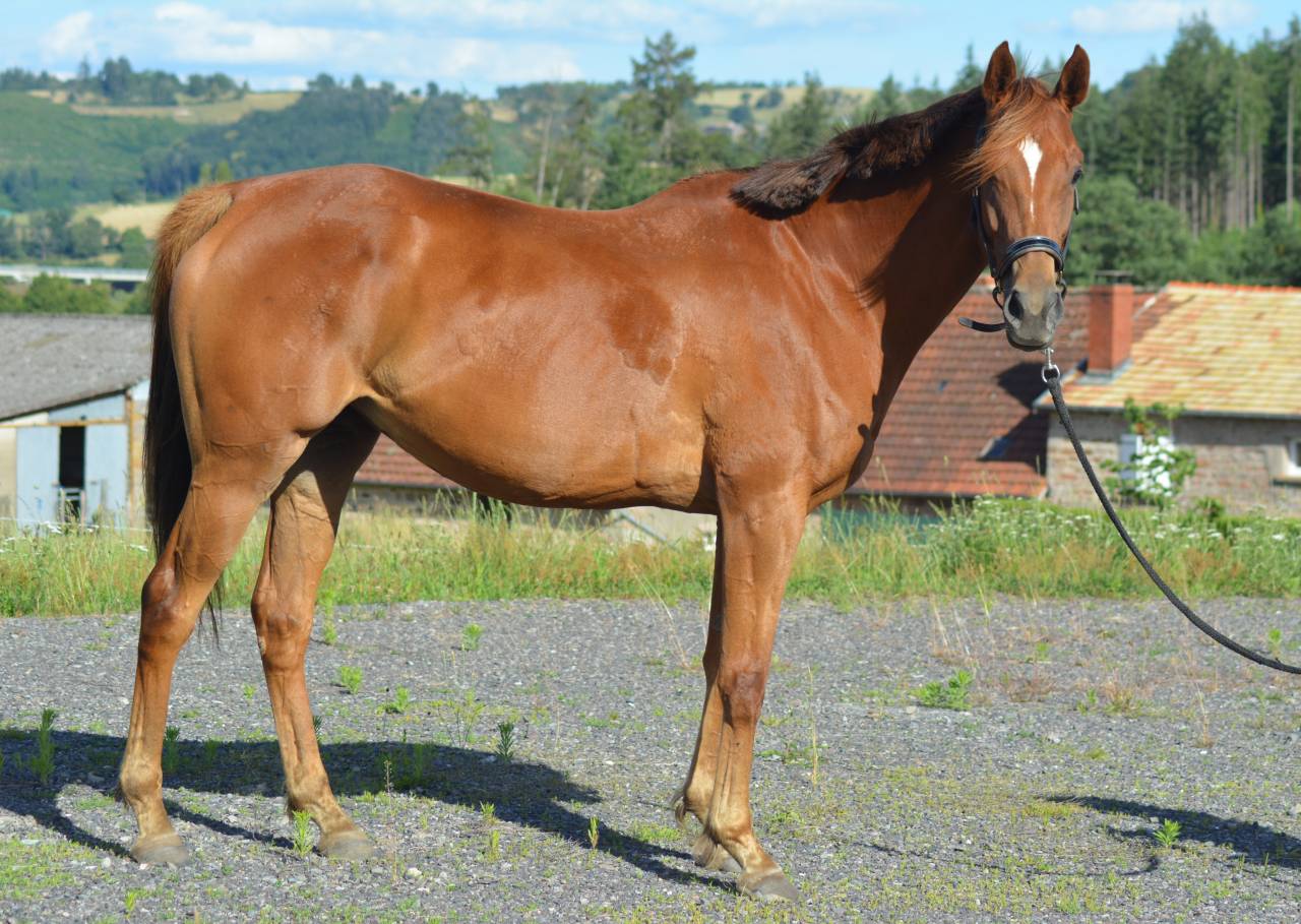 Mare English Thoroughbred For sale 2021 Chesnut