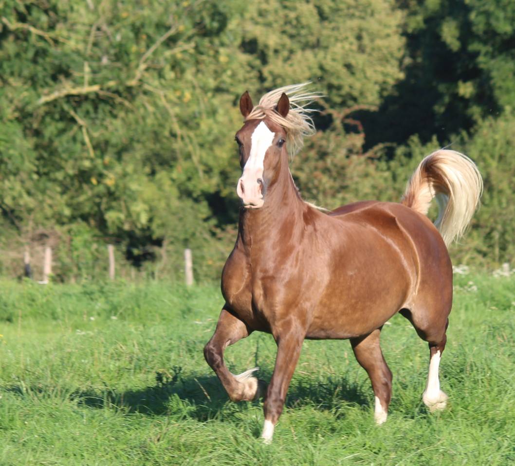 Mare Welsh Pony (Section D), Welsh Cob For sale 2021 Chesnut