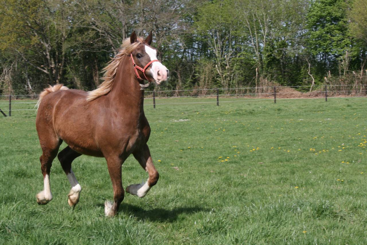 Mare Welsh Pony (Section D), Welsh Cob For sale 2021 Chesnut