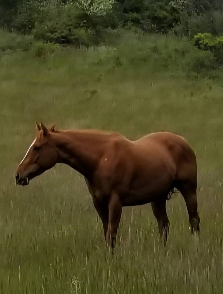 Mare Thoroughbred For sale 2020 Chesnut