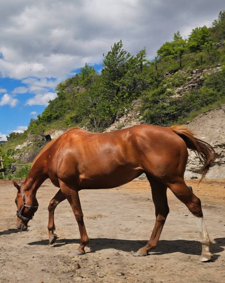 Mare Thoroughbred For sale 2020 Chesnut