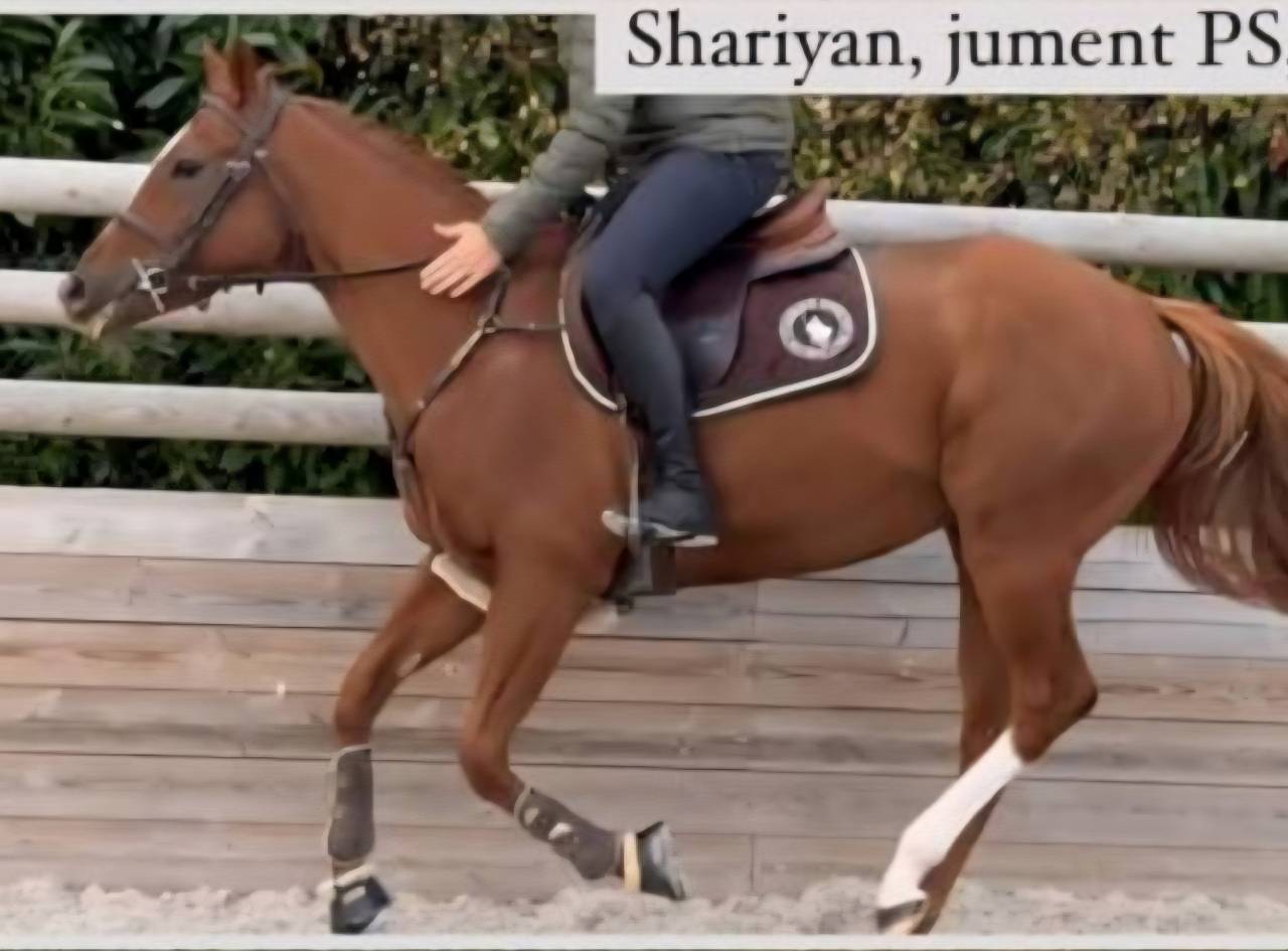 Mare Thoroughbred For sale 2020 Chesnut