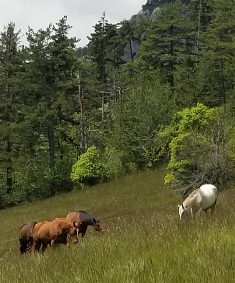 Mare Thoroughbred For sale 2020 Chesnut