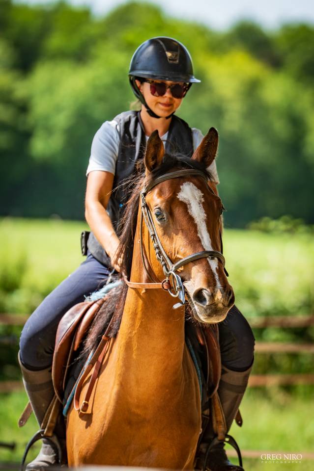 Filly Saddle Horse For sale 2024 Chesnut