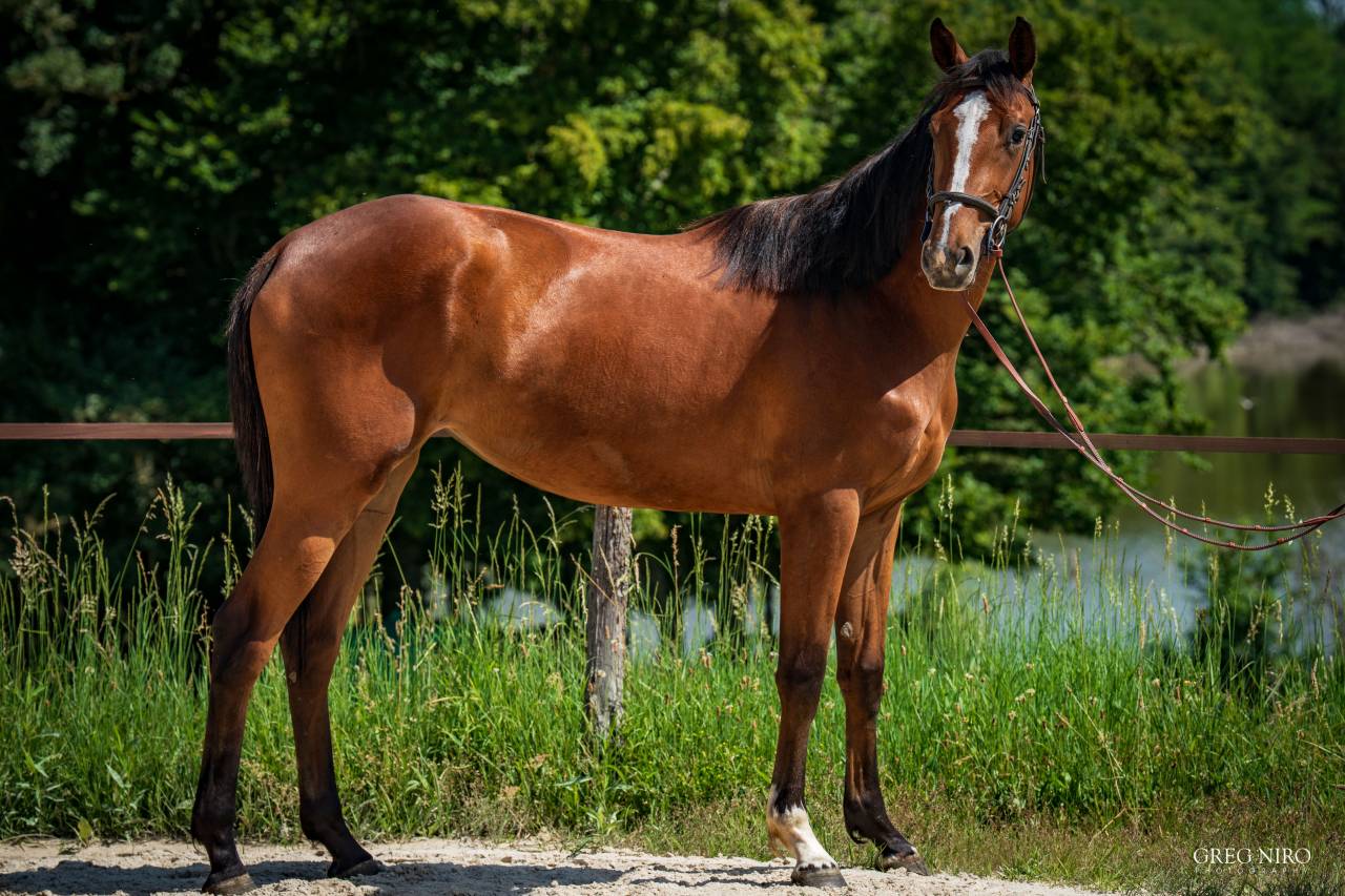 Filly Saddle Horse For sale 2024 Chesnut