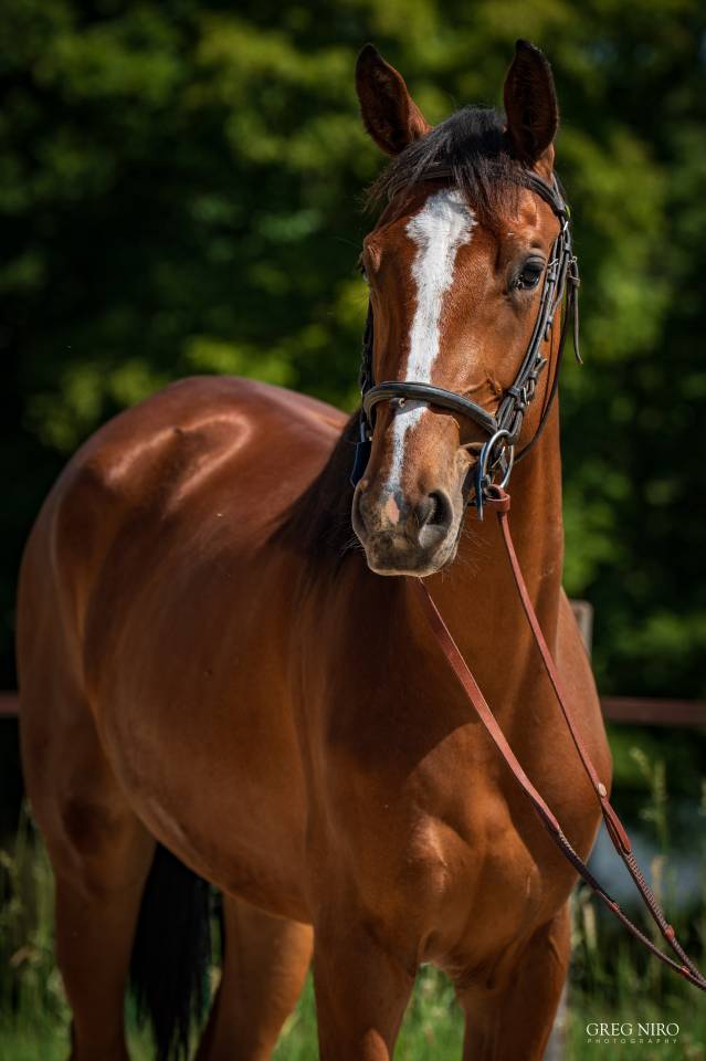 Filly Saddle Horse For sale 2024 Chesnut