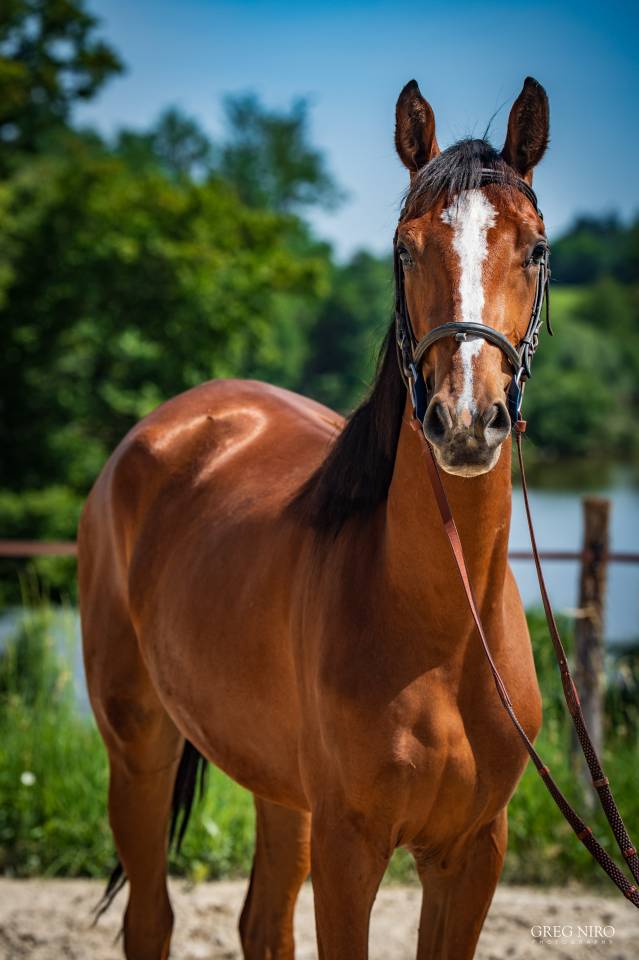 Filly Saddle Horse For sale 2024 Chesnut