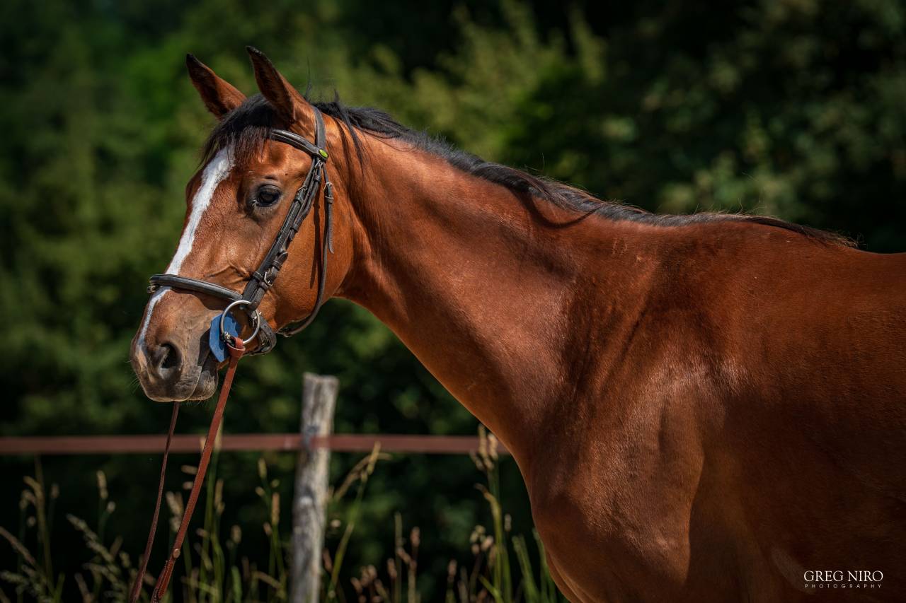 Filly Saddle Horse For sale 2024 Chesnut
