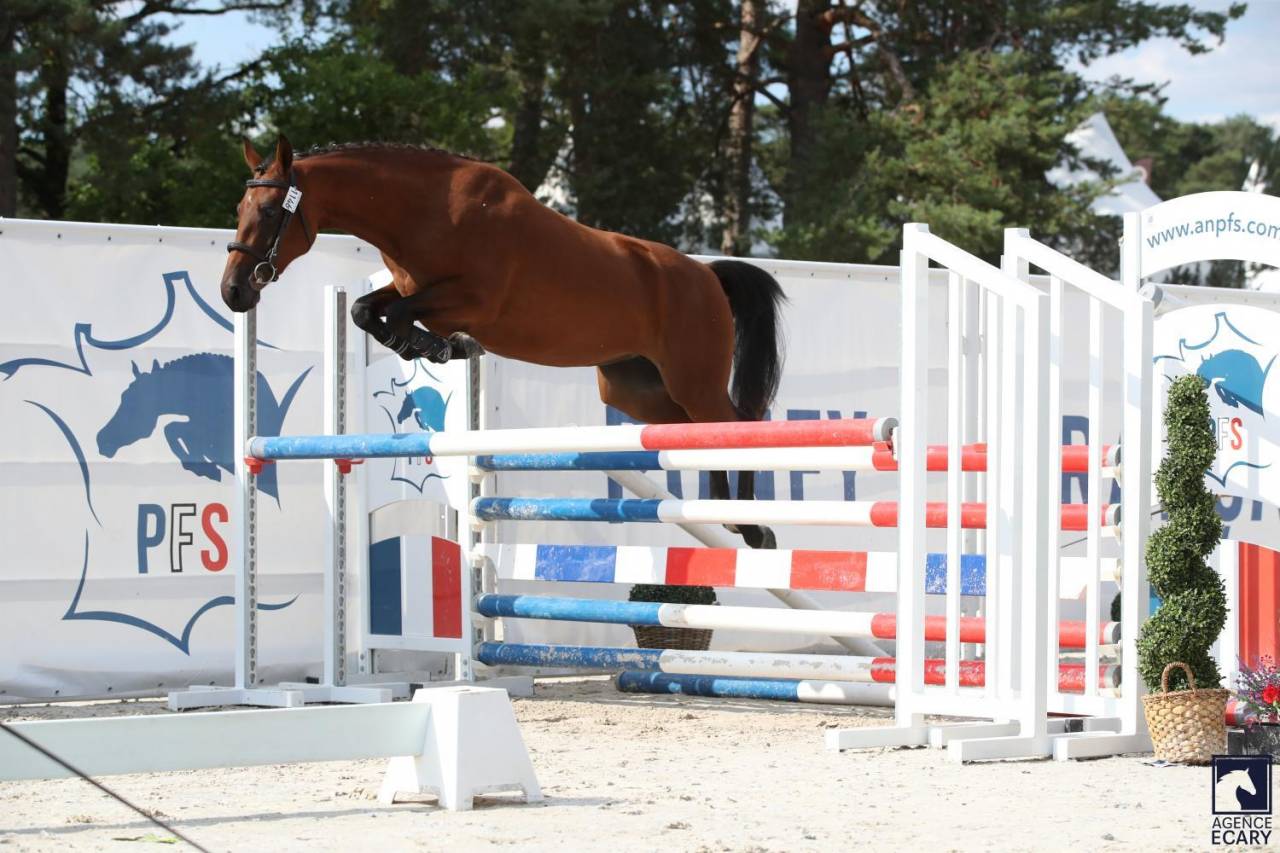 Mare French Saddle Pony For sale 2023 Bay