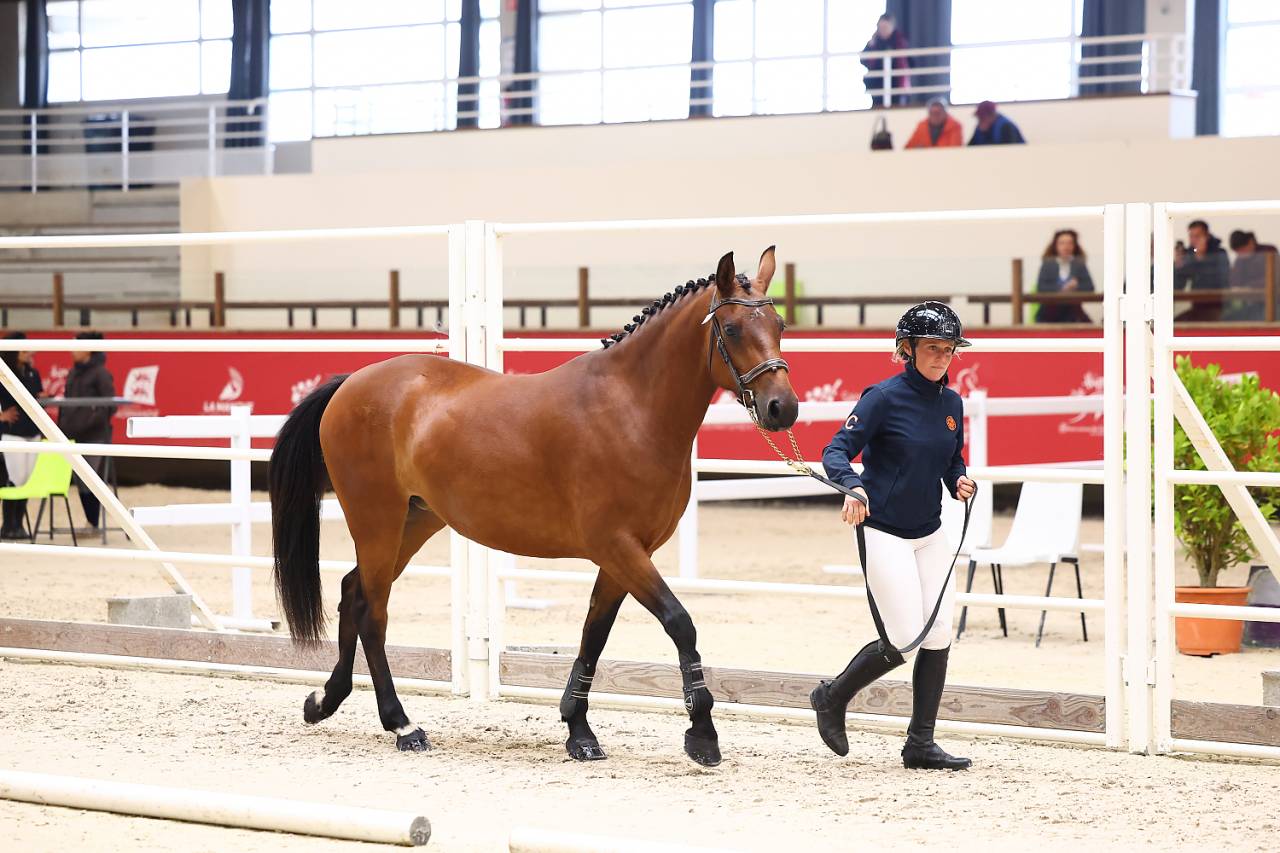 Mare French Saddle Pony For sale 2023 Bay