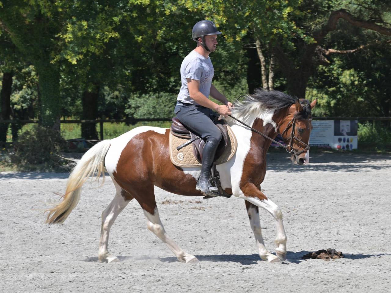 Mare Zangersheide For sale 2021 Coloured