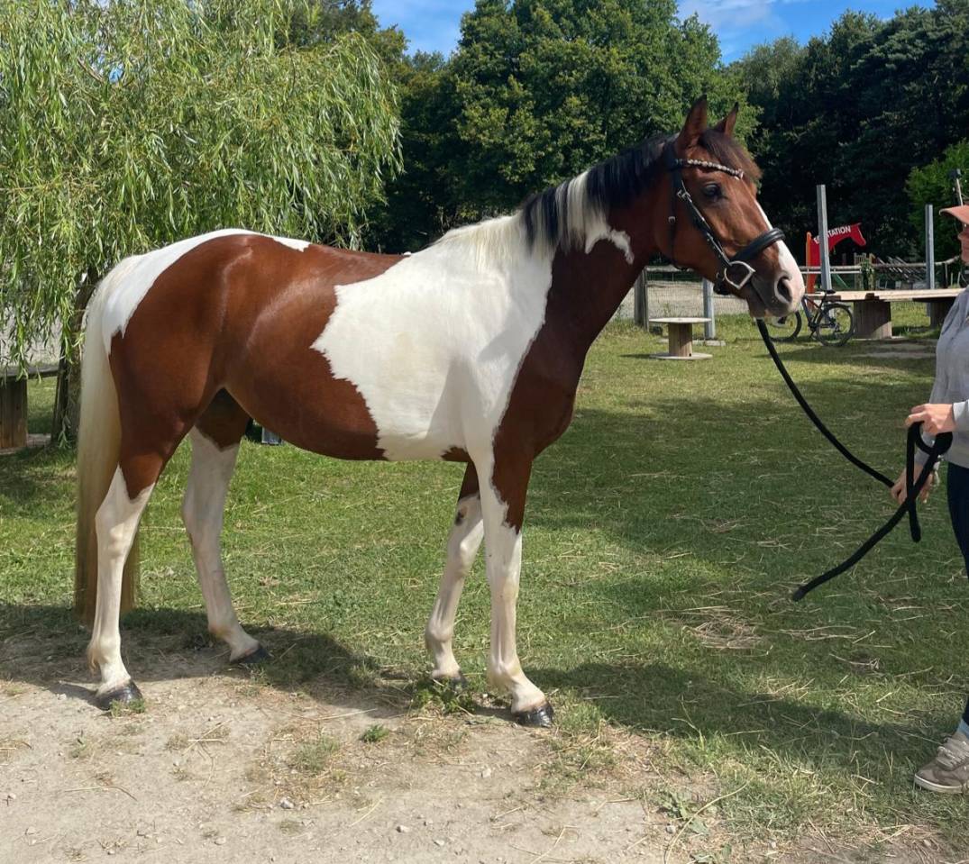 Mare Zangersheide For sale 2021 Coloured