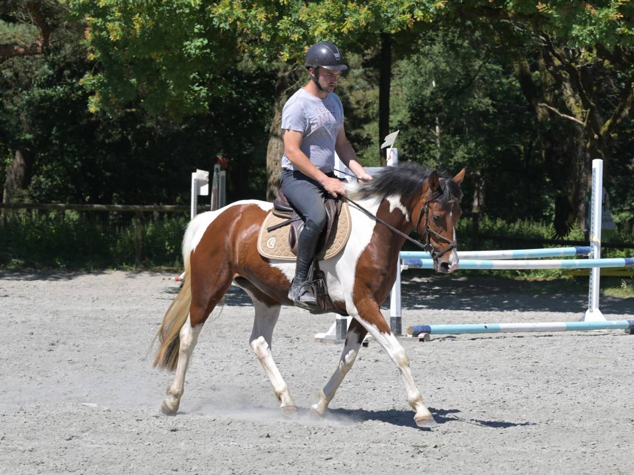Mare Zangersheide For sale 2021 Coloured