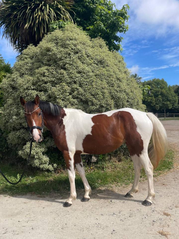 Mare Zangersheide For sale 2021 Coloured