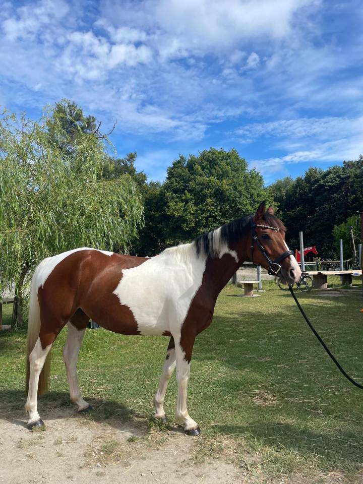 Mare Zangersheide For sale 2021 Coloured