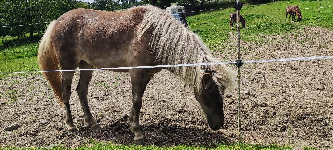 Filly Icelandic For sale 2025 Other color