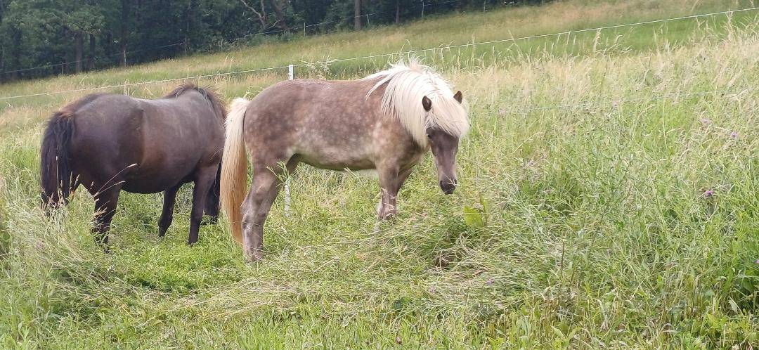 Filly Icelandic For sale 2025 Other color