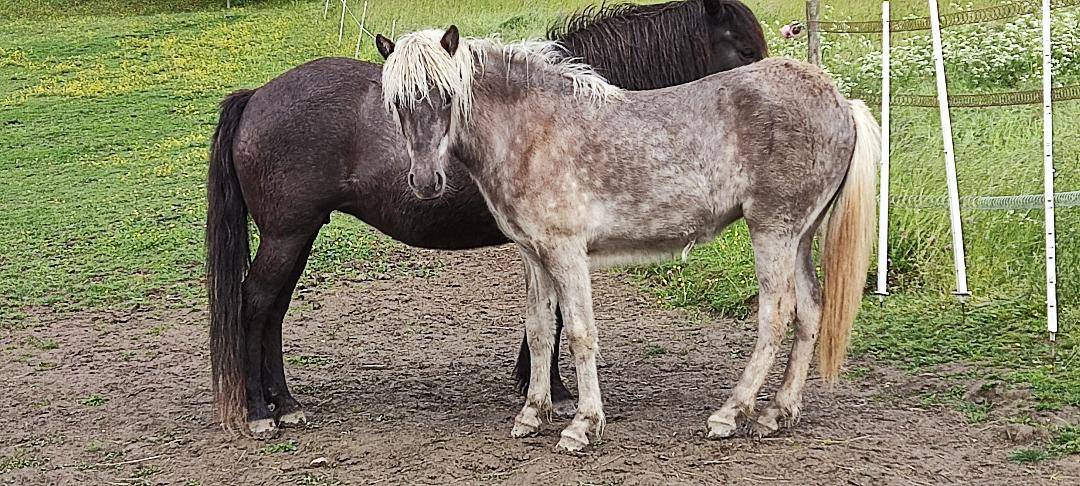 Filly Icelandic For sale 2025 Other color