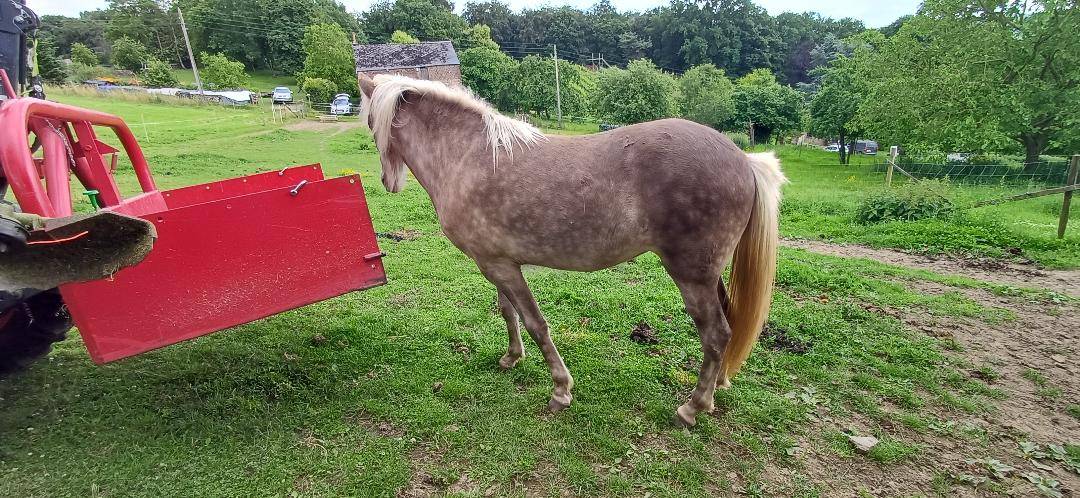 Filly Icelandic For sale 2025 Other color