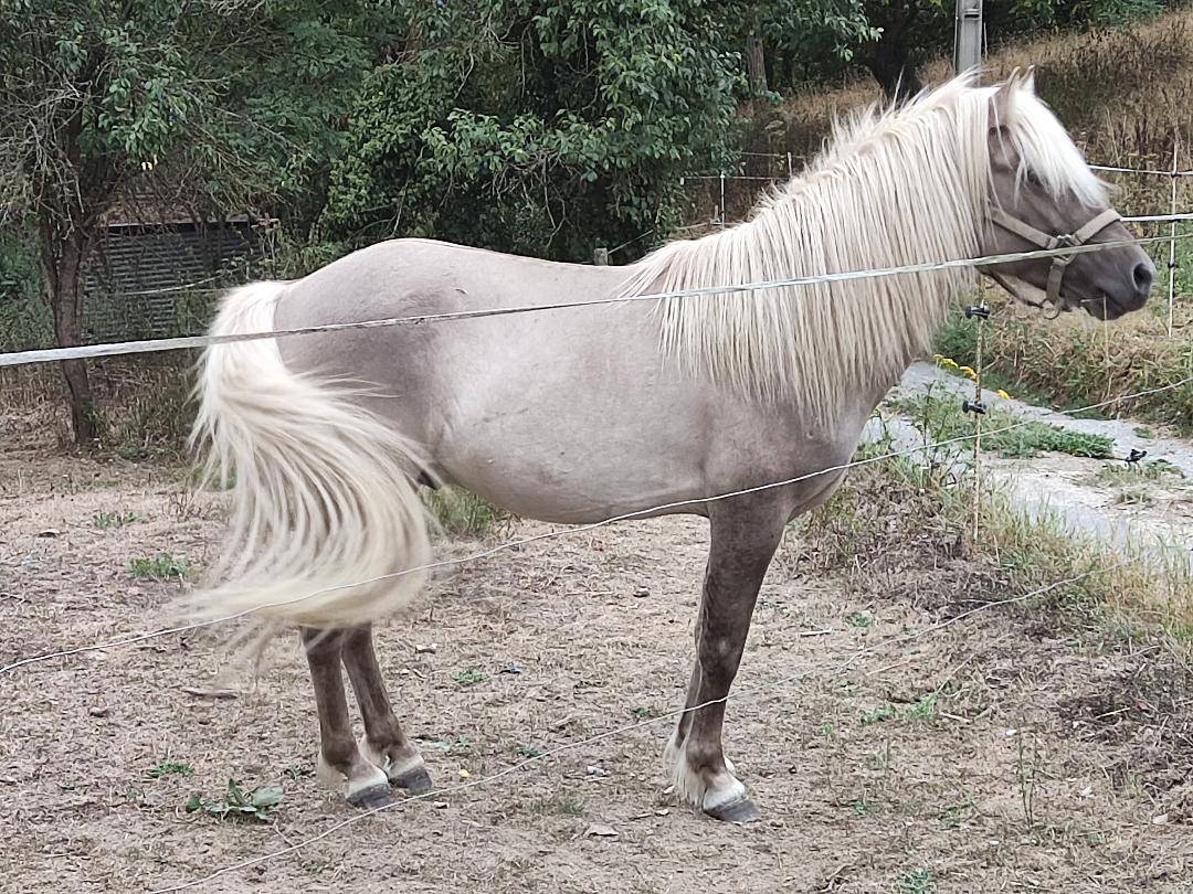 Filly Icelandic For sale 2025 Other color