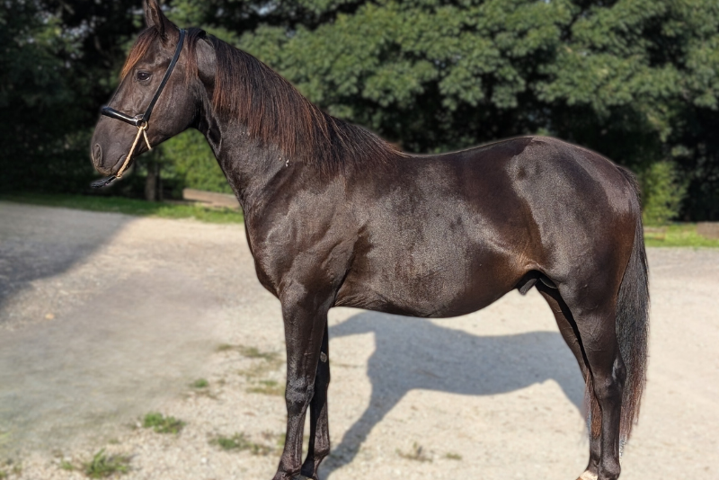 Entire Quarter For sale 2023 Black