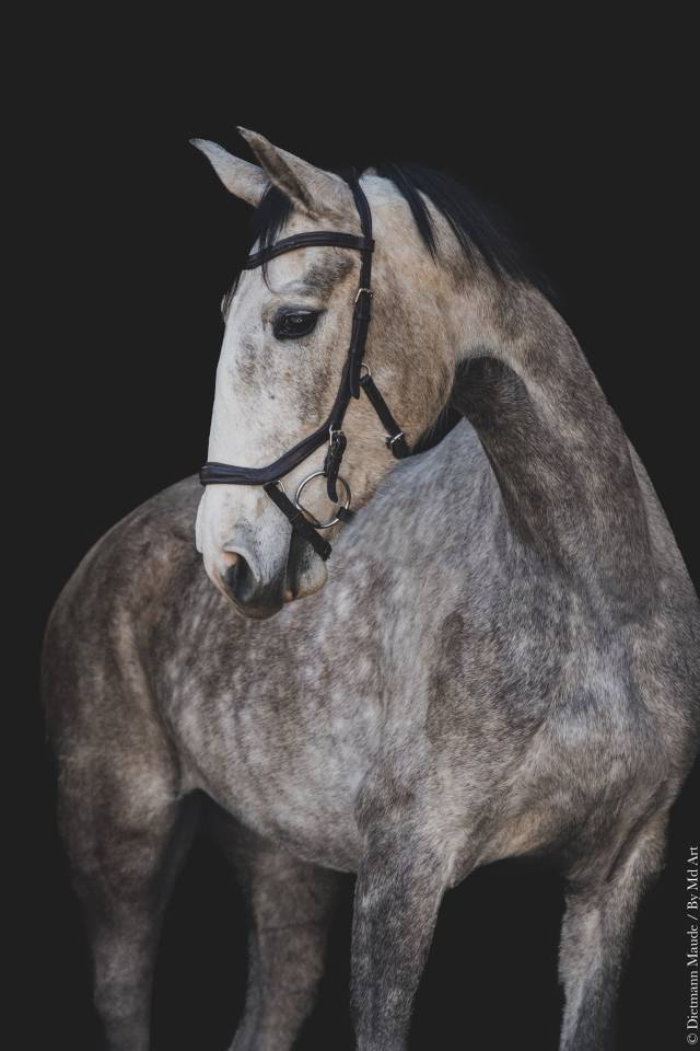 Mare Lusitano For sale 2020 Grey