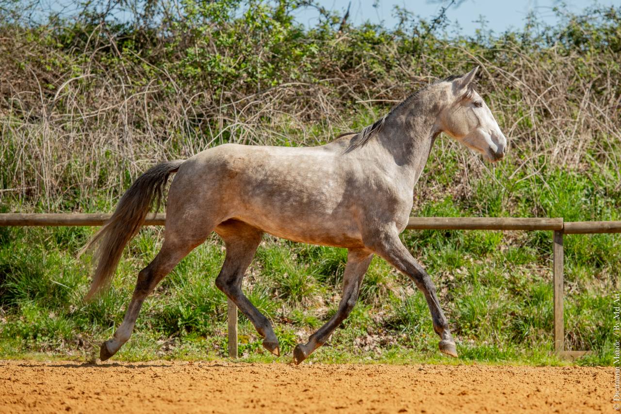 Mare Lusitano For sale 2020 Grey