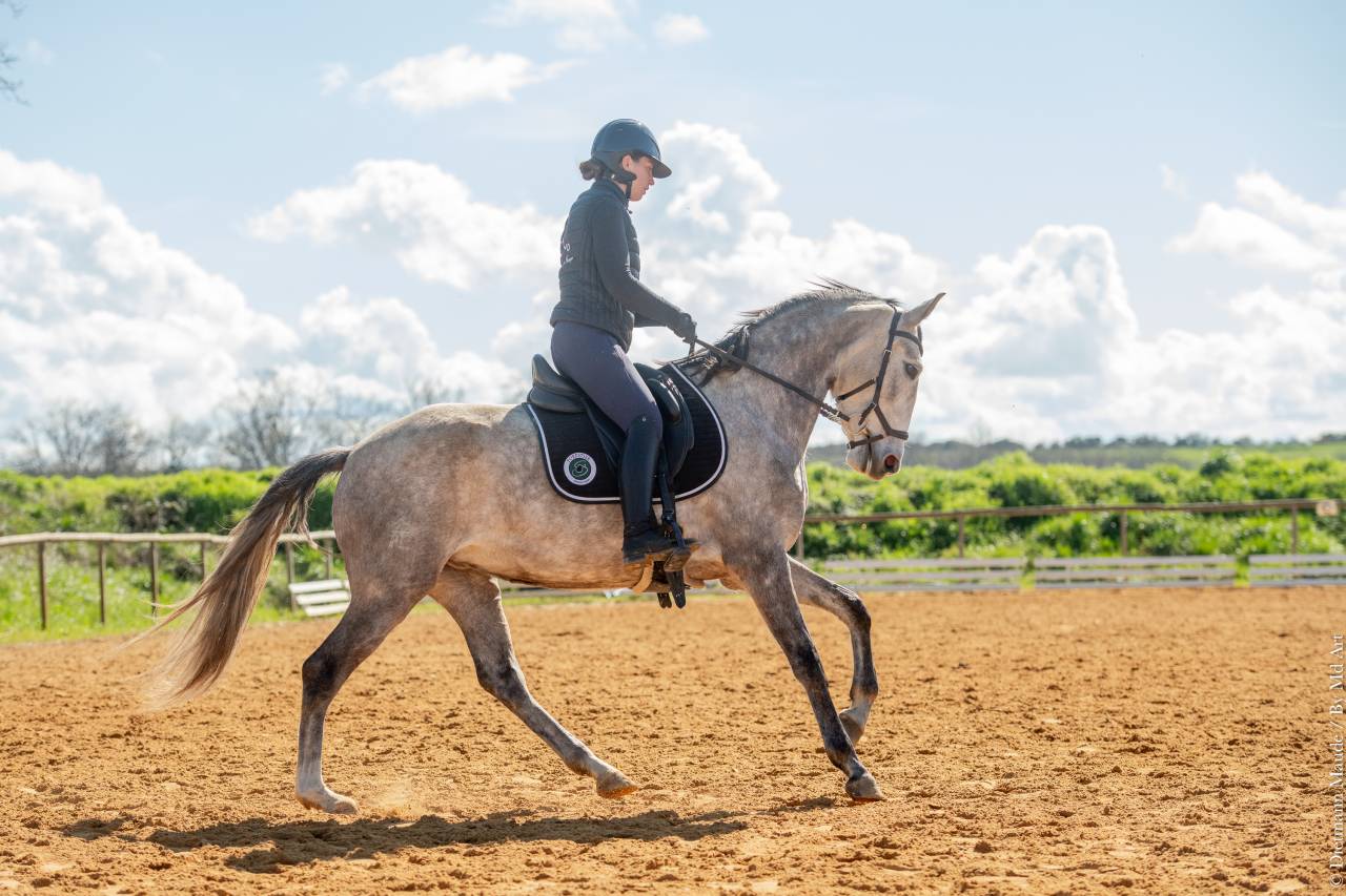 Mare Lusitano For sale 2020 Grey