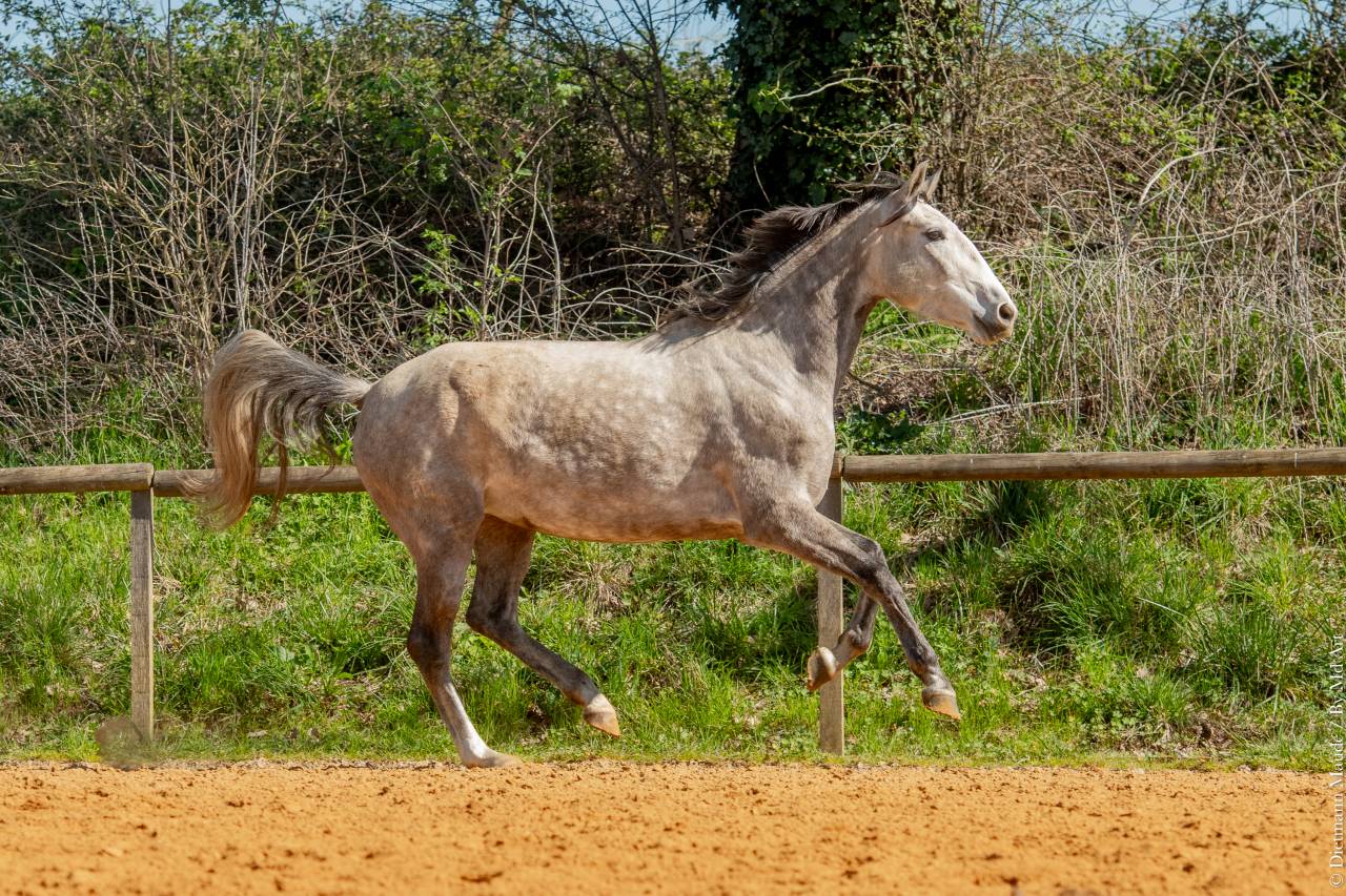 Mare Lusitano For sale 2020 Grey