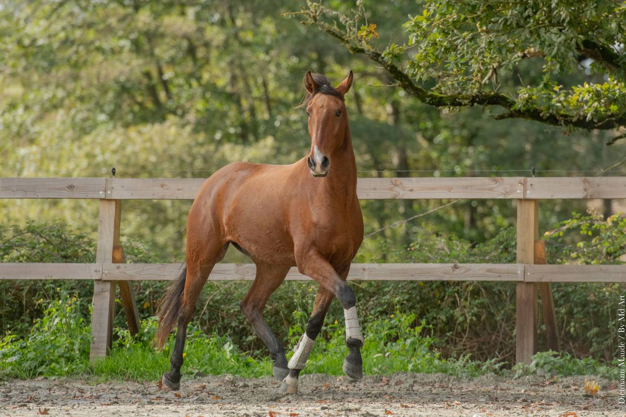 Gelding Lusitano For sale 2019 Bay