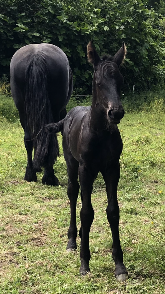 Filly Friesian For sale 2026 Black