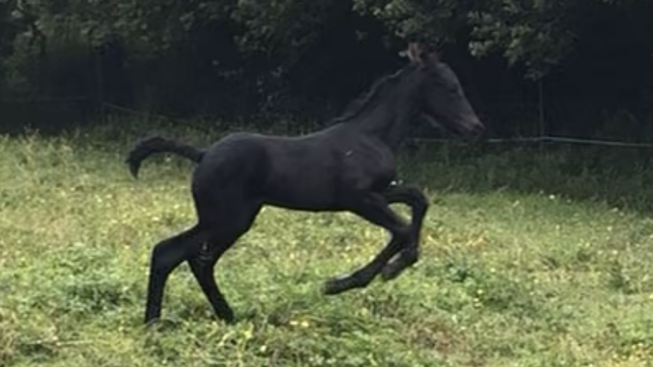 Filly Friesian For sale 2026 Black