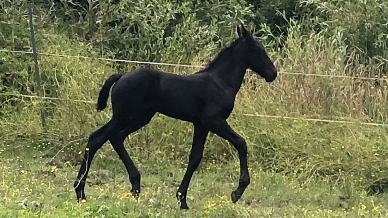 Filly Friesian For sale 2026 Black