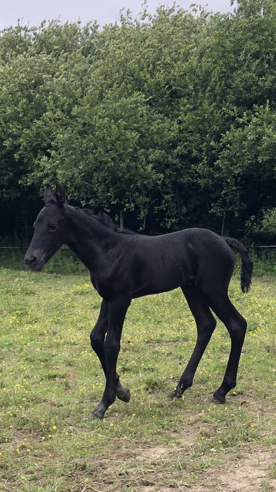 Filly Friesian For sale 2026 Black
