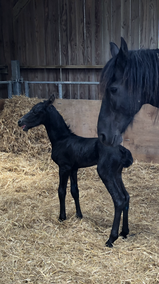 Filly Friesian For sale 2026 Black